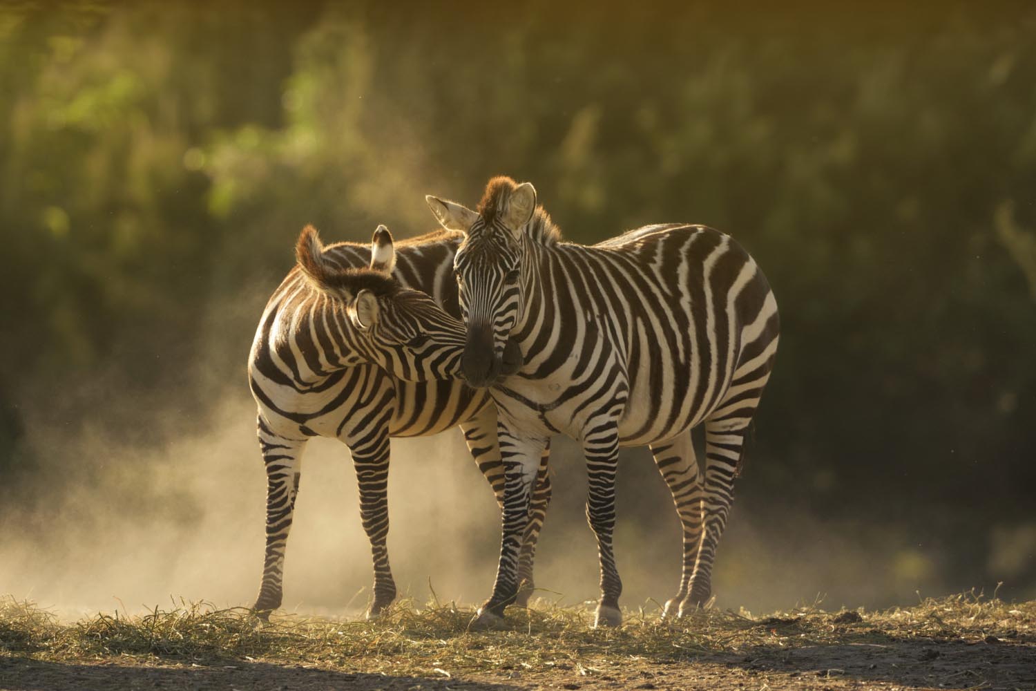 closeup-shot-two-zebras-cuddling
