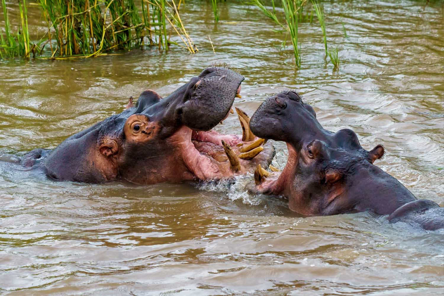 hippos-playing-each-other-water-during-daytime