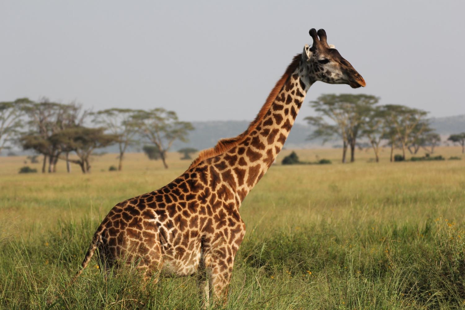 side-shot-giraffe
