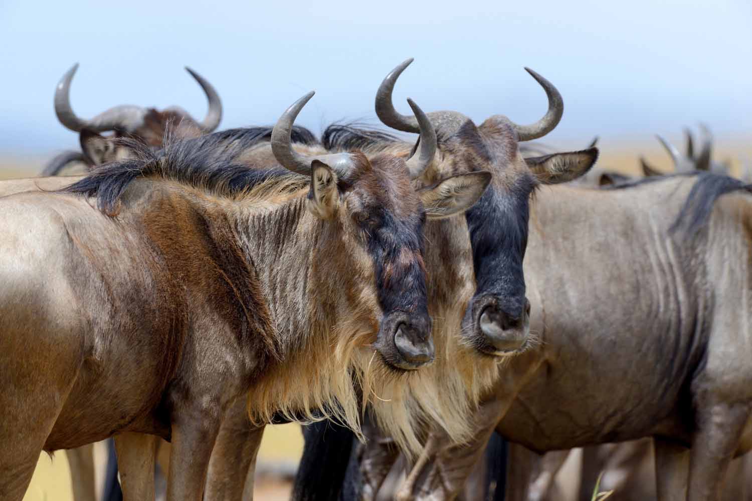 wildebeest-national-park-tanzania